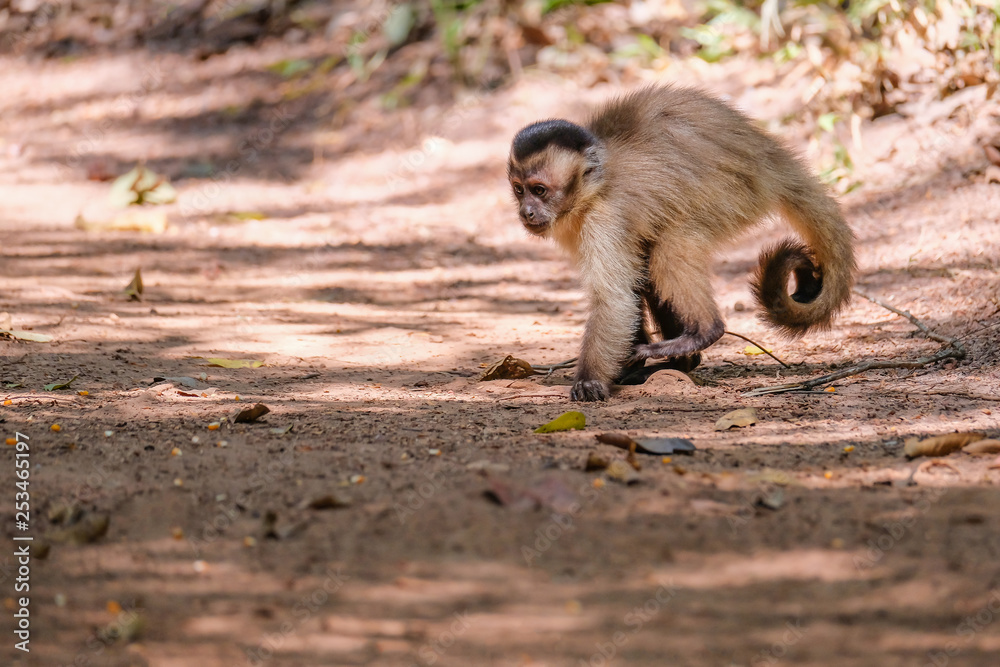 Fototapeta premium Azaras's Capuchin or Hooded Capuchin, Sapajus Cay, Simia Apella or Cebus Apella, Nobres, Mato Grosso, Pantanal, Brazil