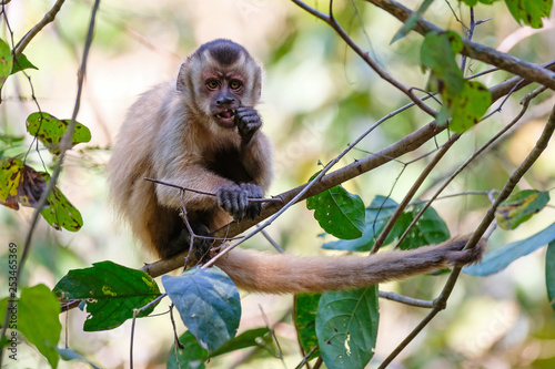 Azaras's Capuchin or Hooded Capuchin, Sapajus Cay, Simia Apella or Cebus Apella, Nobres, Mato Grosso, Pantanal, Brazil photo