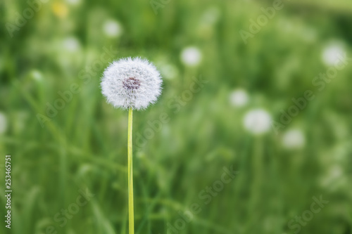 white fluffy dandelion flower