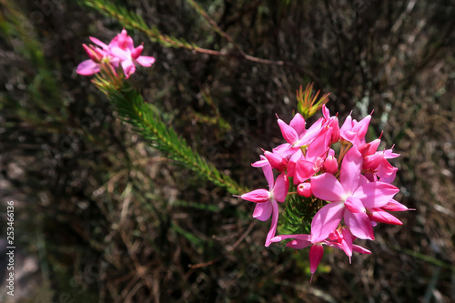 Pink mountain flowers at Cachoeira Da Fumaca, Smoke Waterfall, Vale Do Capao, Chapada Diamantina National Park, Brazil photo