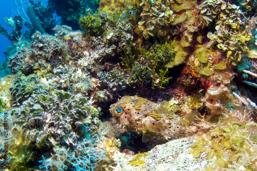 Porcupine Puffer Fish in Belize Barrier Reef