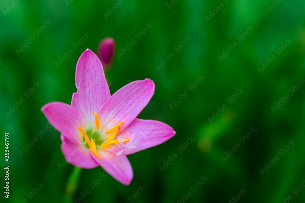 purple rain lily flower.