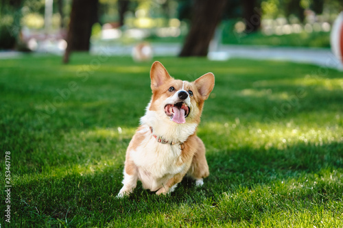 Happy and active purebred Welsh Corgi dog outdoors in the grass