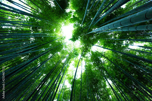 鎌倉の竹