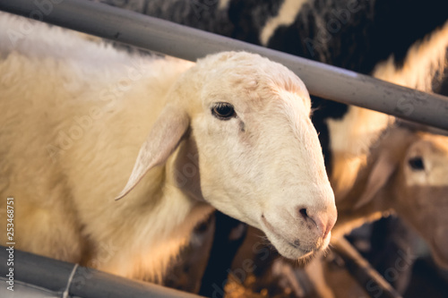 closeup on white sheep face in stables show up it head to wait for people feed them