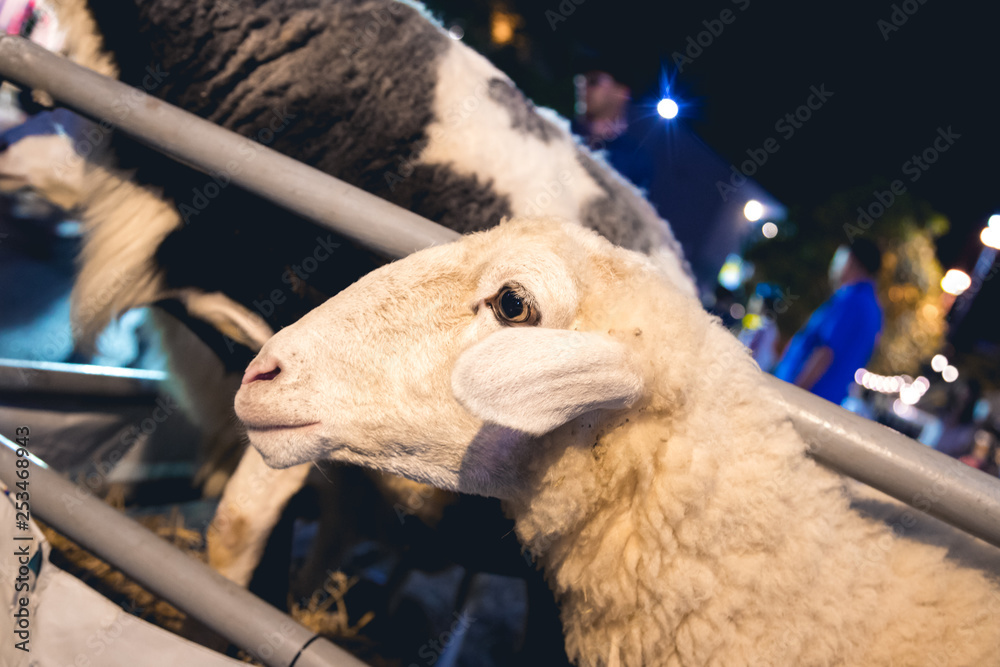 Obraz premium closeup on white sheep face in stables show up it head to wait for people feed them