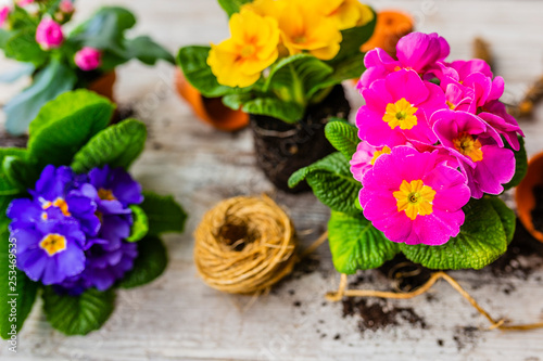 The first spring colorful primroses ready for planting.