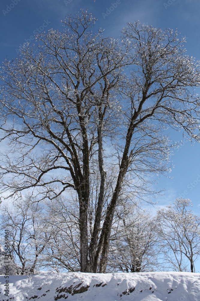 tree in winter tree in winter