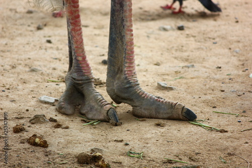 ostrich claws, feet