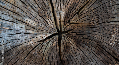 Felled tree in the cross section