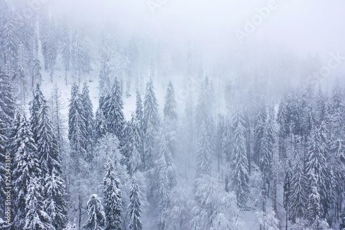 Aerial view on the coniferous forest in the mountains in winter © vladstar
