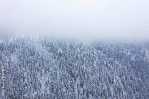 Aerial view on the coniferous forest in the mountains in winter