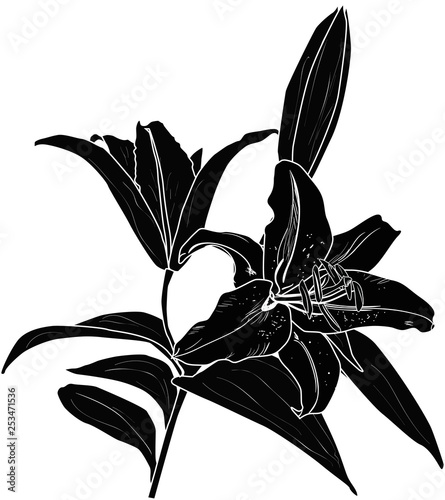 lily flower silhouette with bud and two blooms on white