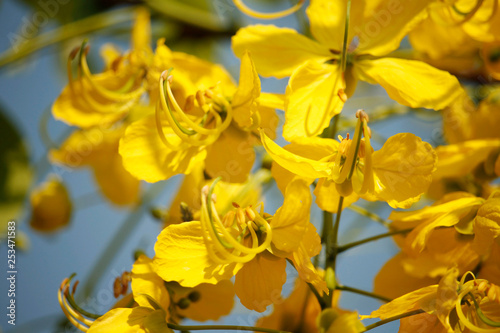 cassia fistula flower on tree