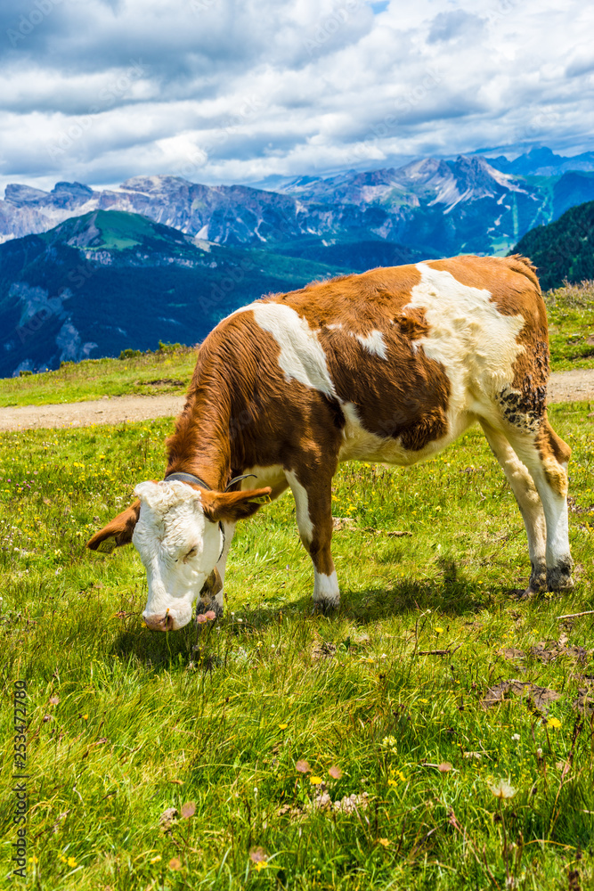 Alpe di Siusi, Seiser Alm with Sassolungo Langkofel Dolomite, a brown and white cow standing on top of a lush green field