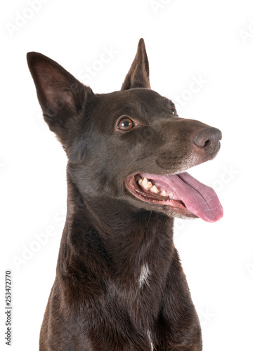 Australian Kelpie in studio