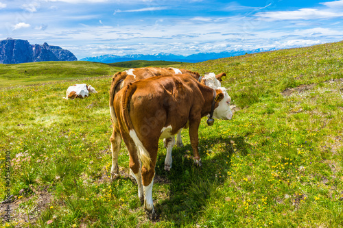 Alpe di Siusi, Seiser Alm with Sassolungo Langkofel Dolomite, a brown and white cow standing on top of a grass covered field © SkandaRamana