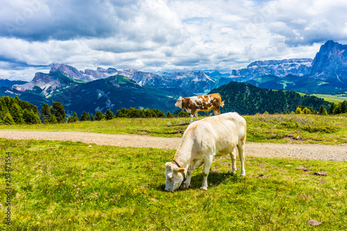 Alpe di Siusi, Seiser Alm with Sassolungo Langkofel Dolomite, a cow standing in a field with a mountain in the background