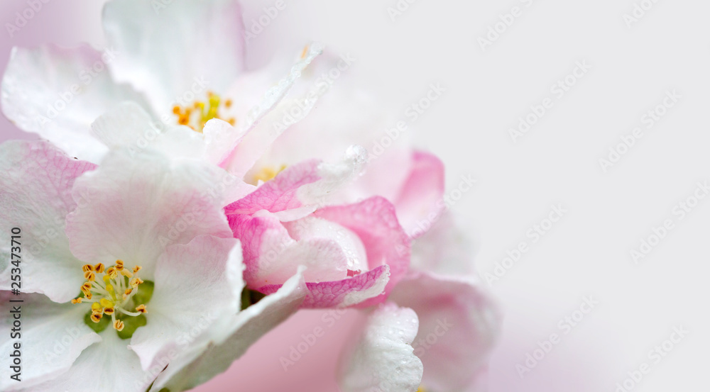 Flowering of the apple tree. Spring background of blooming flowers. White and pink flowers. Beautiful nature scene with a flowering tree. Spring flowers. Beautiful garden. Abstract blurred background Flowering of the apple tree. Spring background of blooming flowers. White and pink flowers. Beautiful nature scene with a flowering tree. Spring flowers. Beautiful garden. Abstract blurred background
