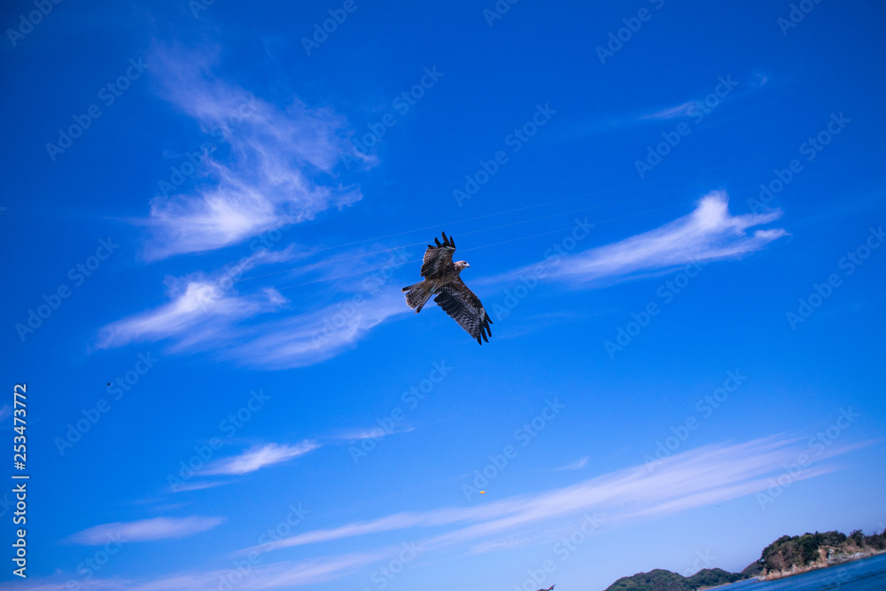 Fototapeta premium 海を飛ぶとんび