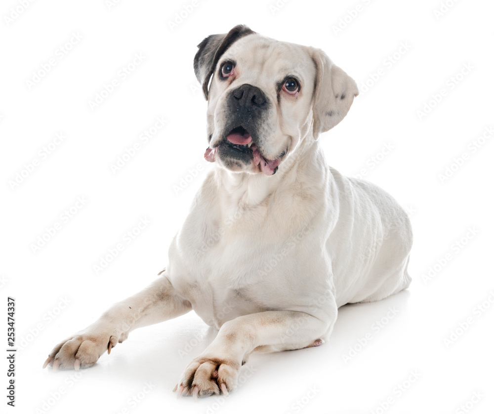 white boxer in studio