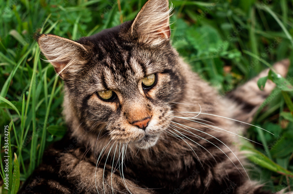 portrait of a cat