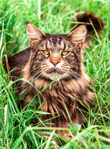 cat in the grass