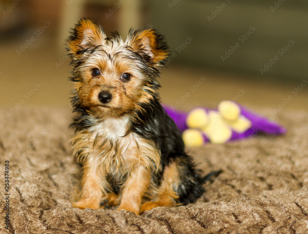 Yorkshire Terrier Yorkshire Terrier