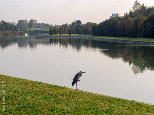 Parco Nord in Milan at fall: heron