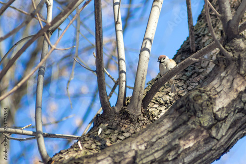 Obraz na plátně hungry wild bird  sparrow on a tree in spring forest