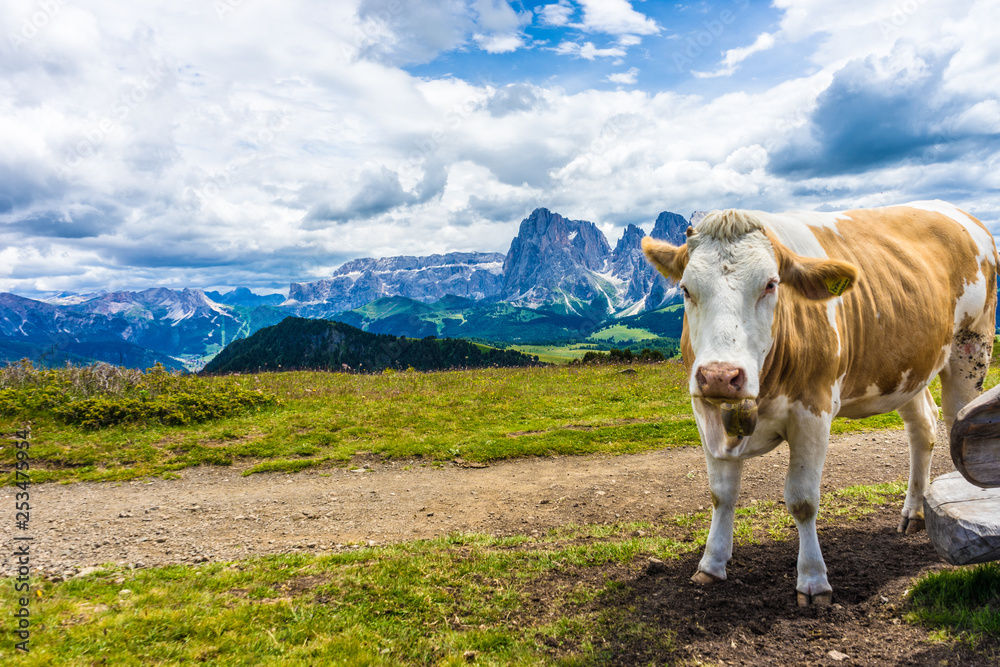 Alpe di Siusi, Seiser Alm with Sassolungo Langkofel Dolomite, a brown and white cow standing on top of a grass covered field
