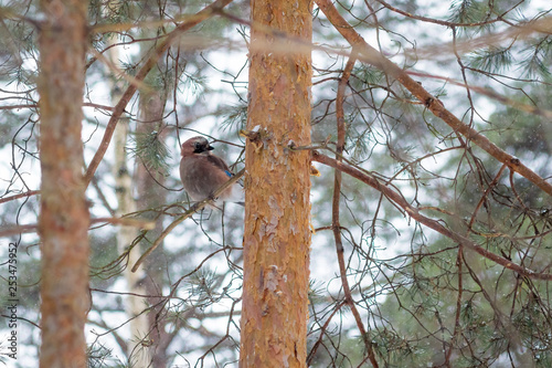 Принти на полотні hungry wild bird mockingjay on a tree in spring forest