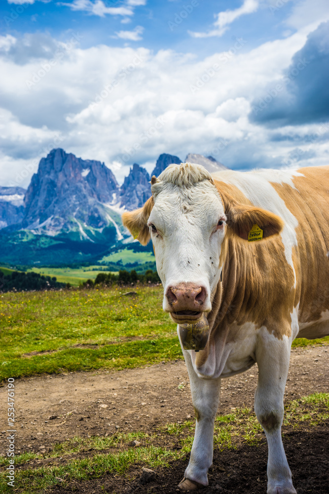 Alpe di Siusi, Seiser Alm with Sassolungo Langkofel Dolomite, a brown and white cow standing on top of a dirt field