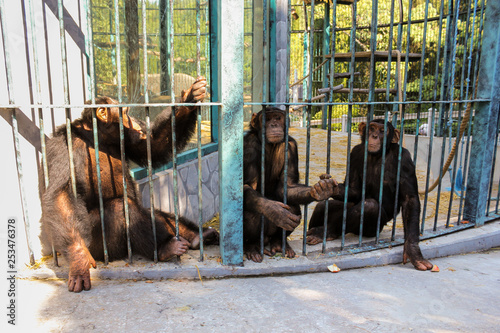 Monkeys behind bars.