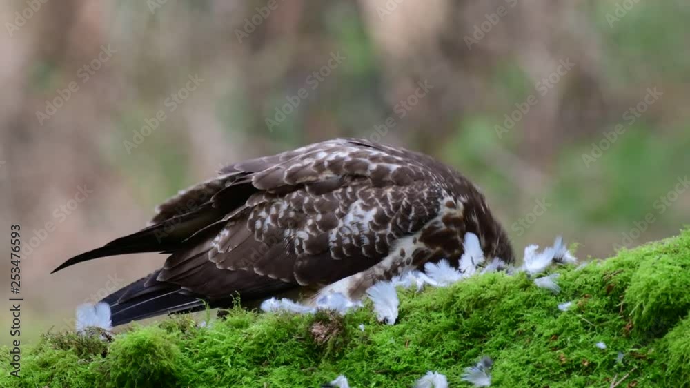 Common buzzard sitting on a forest meadow and eat a woodpigeon, winter, (buteo buteo), germany