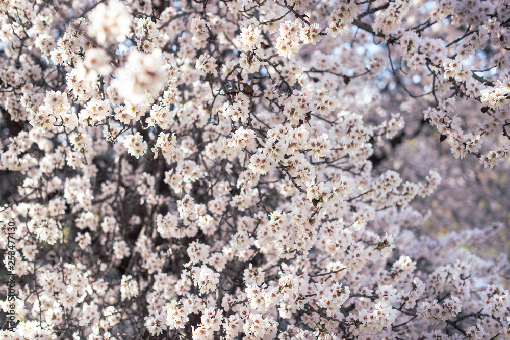 Almond tree in bloom full of flowers. Beautiful flower background Almond tree in bloom full of flowers. Beautiful flower background