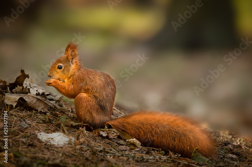 Lovely squirrel in warm autumn morning light. Cute and quick animal, very funny and curious. Forest wildlife shot.