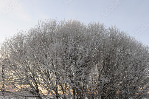 frozen tree
