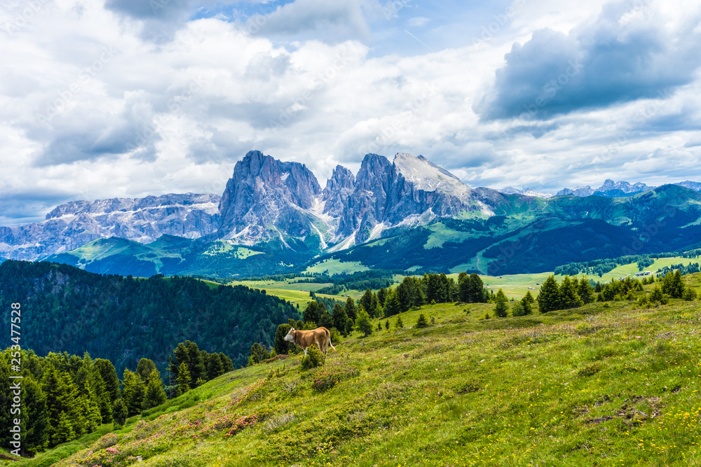 Alpe di Siusi, Seiser Alm with Sassolungo Langkofel Dolomite, a group of cattle grazing on a lush green hillside