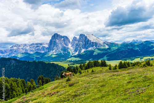 Alpe di Siusi, Seiser Alm with Sassolungo Langkofel Dolomite, a group of cattle grazing on a lush green hillside