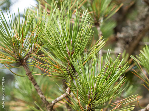 Green pine tree branch on winter day