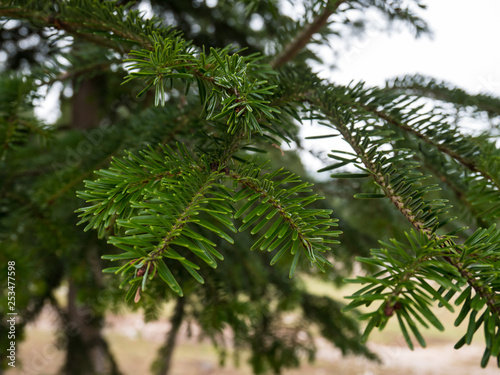 Green pine tree leaves in nature