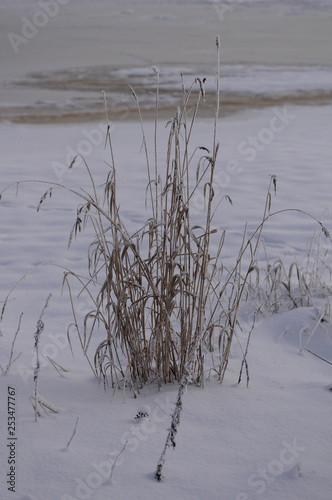 frozen grass