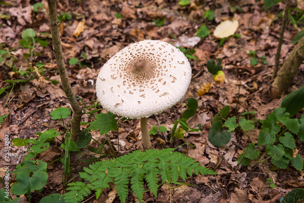 Macrolepiota procera or Lepiota procera in the forest. . Macrolepiota procera or Lepiota procera in the forest. .