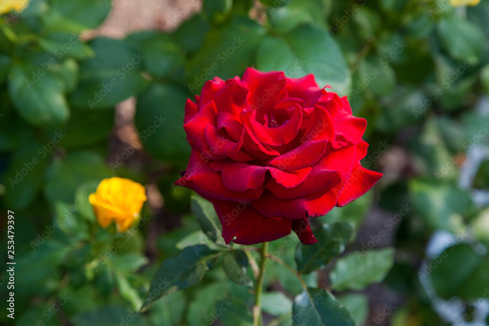 Beautiful red rose growing in the garden.