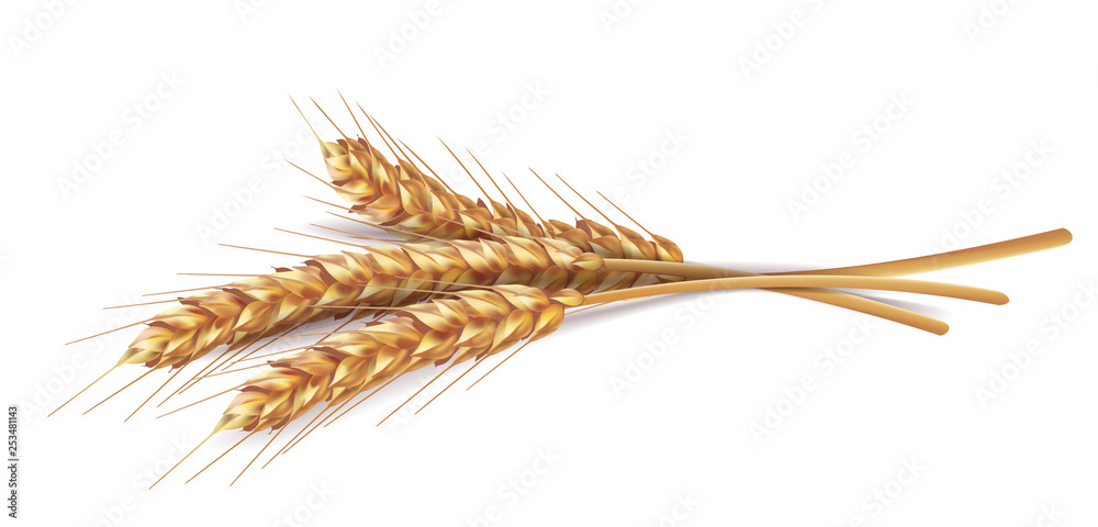 Ears of wheat in vector 3D realistic illustration. Ripe grain clipart for packaging design: bread, beer, kvass, pastries. Ears of wheat in vector 3D realistic illustration. Ripe grain clipart for packaging design: bread, beer, kvass, pastries.