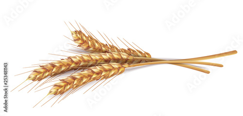 Ears of wheat in vector 3D realistic illustration. Ripe grain clipart for packaging design: bread, beer, kvass, pastries.