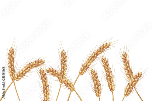 Ears of wheat in vector 3D realistic illustration. Ripe grain clipart for packaging design: bread, beer, kvass, pastries.