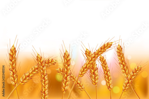 Ears of wheat in vector 3D realistic illustration. Ripe grain clipart for packaging design: bread, beer, kvass, pastries.