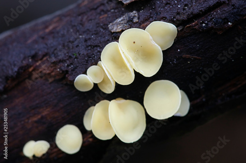 Sac fungi or ascomycetes  Helotiales of the genus Hymenoscyphus